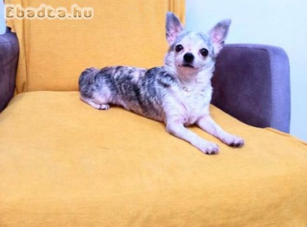 Chihuahua kölykök örökbefogadásra