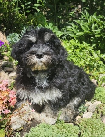 Bichon Havanese