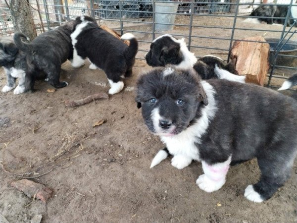 Kaukázusi juhászkutya