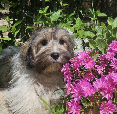 Bichon Havanese