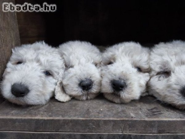 Gazdikereső Komondorkák