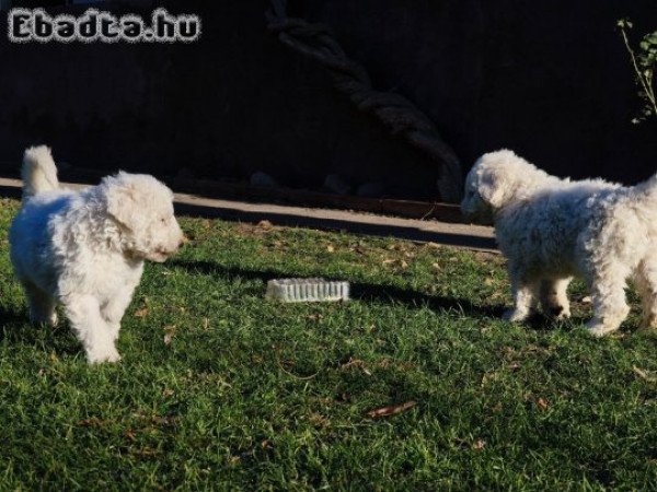 Gazdikereső Komondorkák