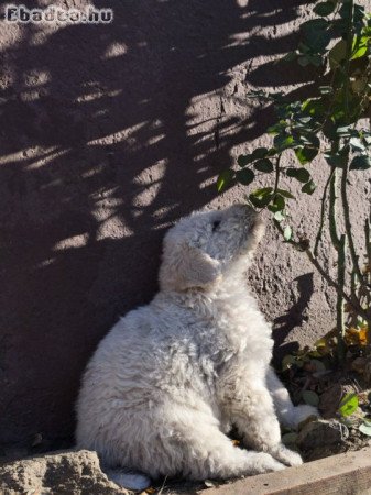 Gazdikereső Komondorkák