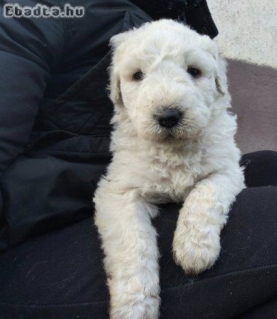 Gazdikereső Komondorkák