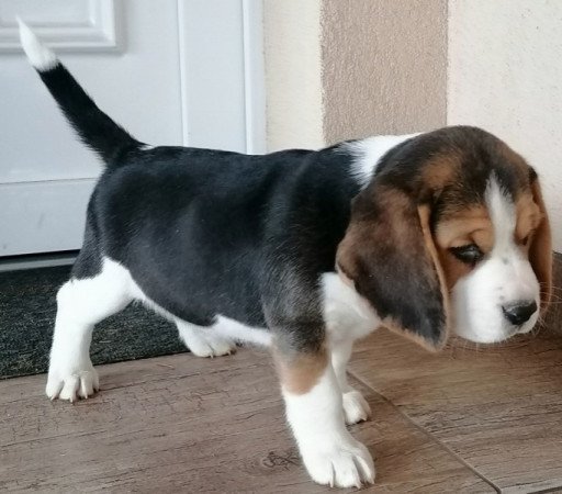 Beagle