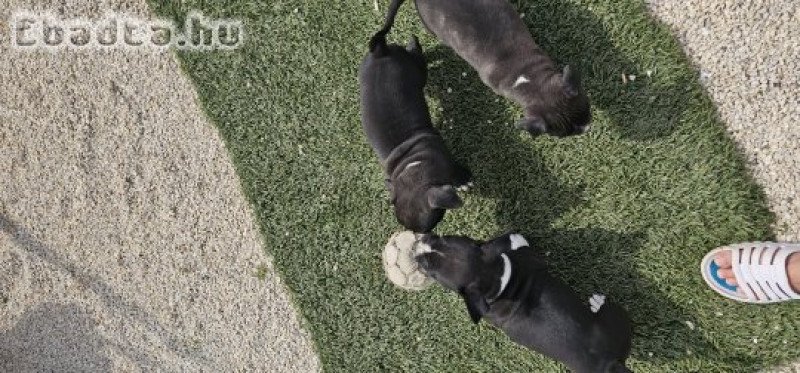 Amerikai staffordshire terrier