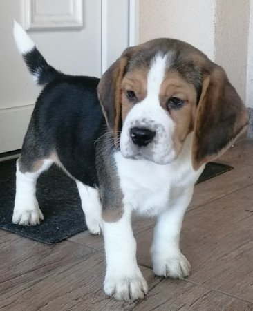 Beagle