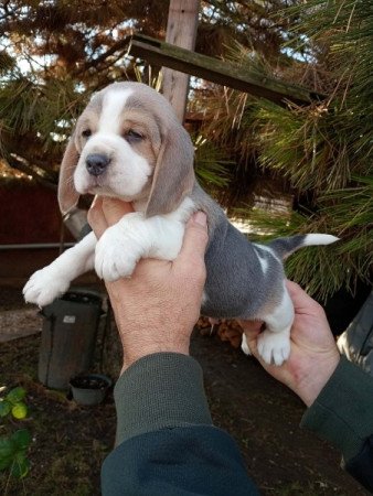 Beagle