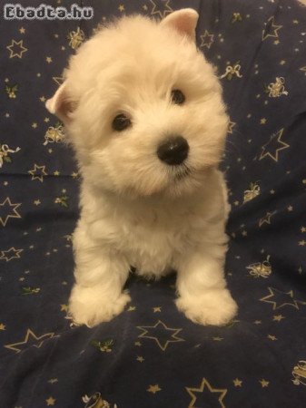 Törzskönyves Westie kiskutyák eladók!