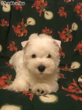 Törzskönyves Westie kiskutyák eladók!