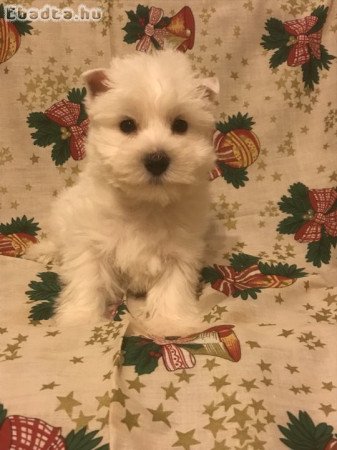 Törzskönyves Westie kiskutyák eladók!