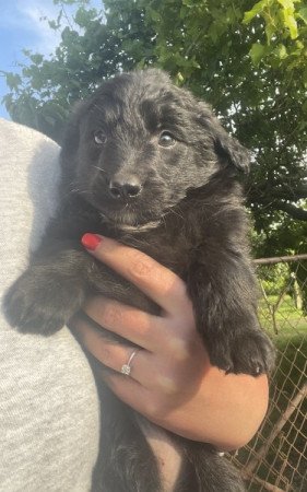 Border collie