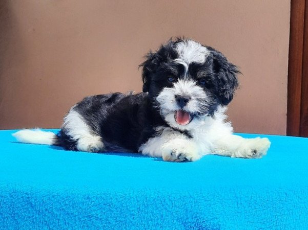 Bichon Havanese