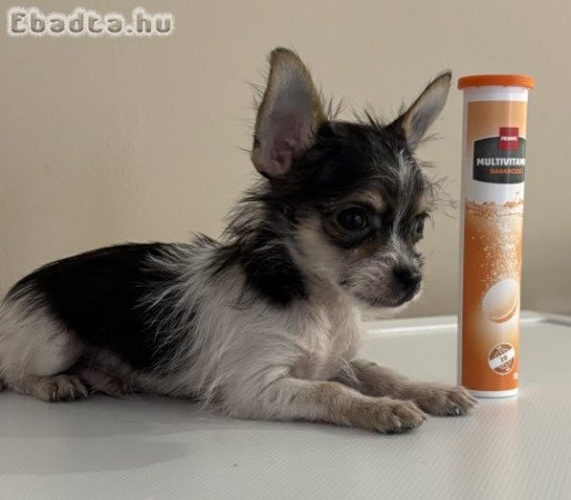 Csivava extramini kisfiú