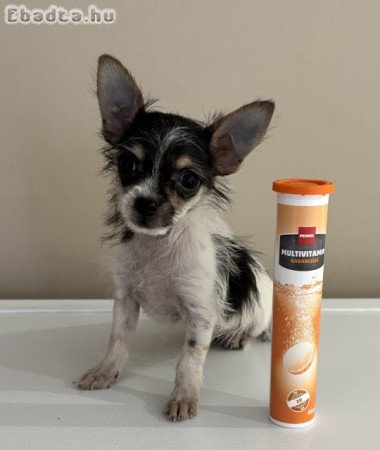 Csivava extramini kisfiú