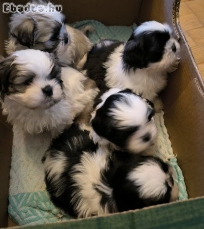 shih-tzu kölyök. Kutyák eladók