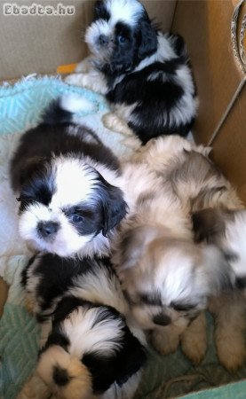 shih-tzu kölyök. Kutyák eladók