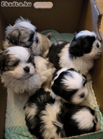 shih-tzu kölyök. Kutyák eladók