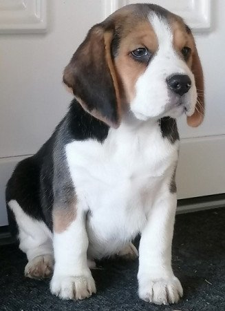 Beagle