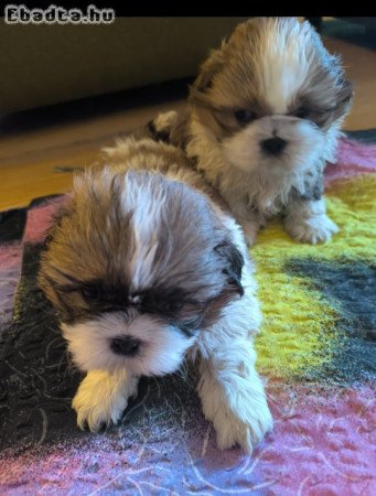 shih-tzu kölyök eladók