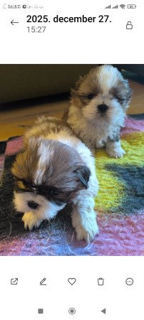 shih-tzu kölyök eladók