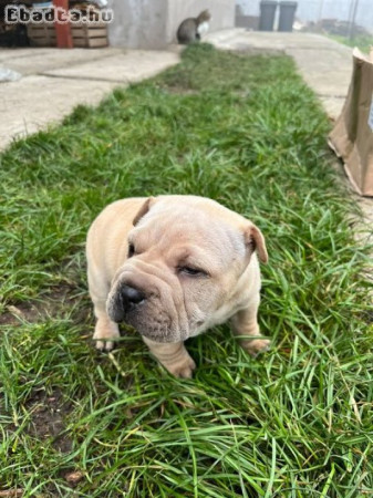 Shar Pei kiskutya eladó!