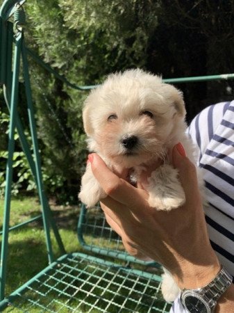 Bichon Havanese