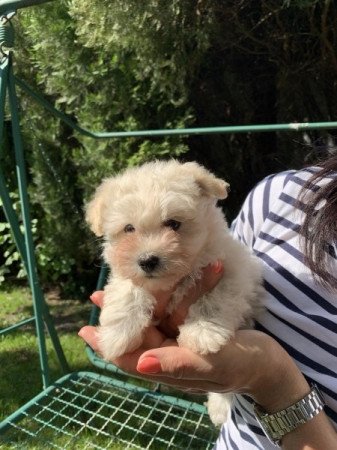 Bichon Havanese