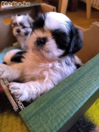 shih-tzu kölyök. Kutyák eladók