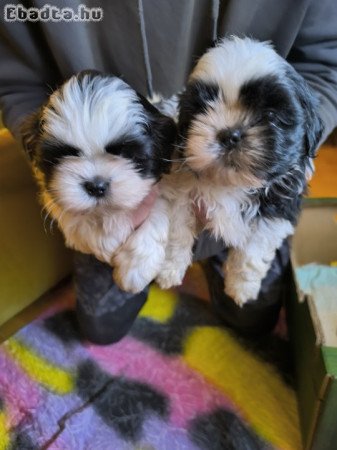 shih-tzu kölyök. Kutyák eladók