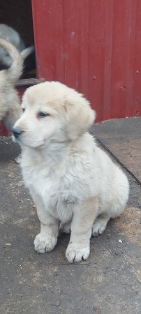 Közép-ázsiai juhász szuka kiskutya.