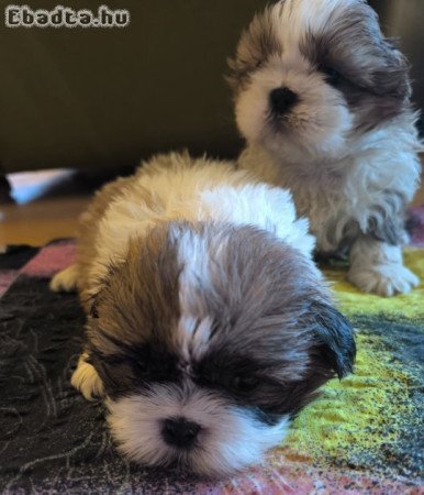 shih-tzu kölyök. Kutyák eladók
