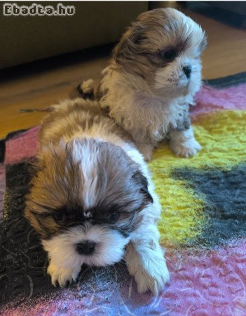 shih-tzu kölyök. Kutyák eladók