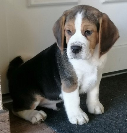 Beagle