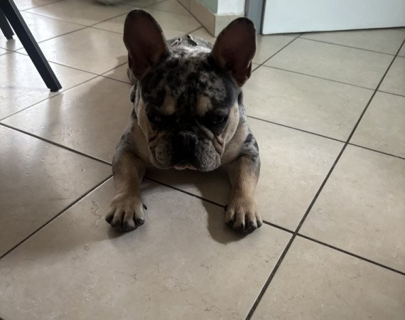 Francia bulldog kan kölyök