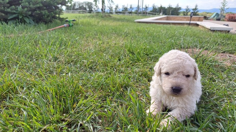 Törzskönyves Kuvasz kiskutyák Vértesi Selymes kennel