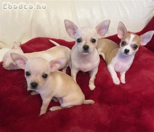 Chihuahua kölykök örökbefogadásra