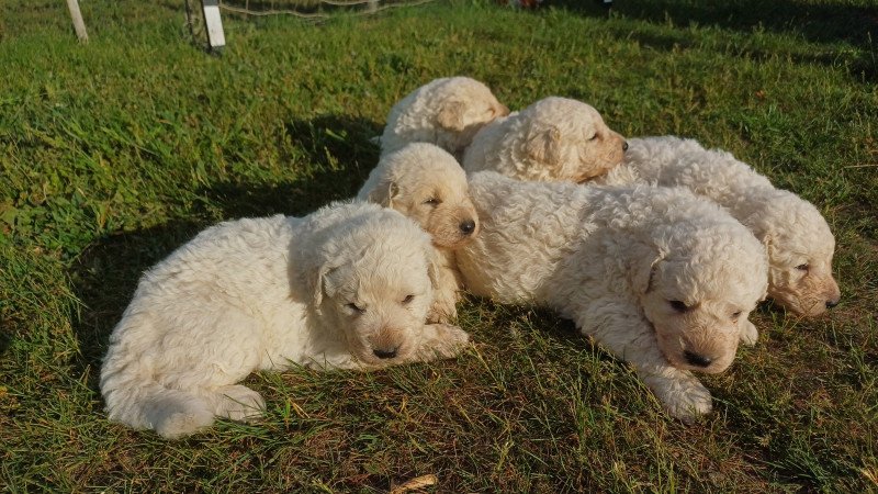 Törzskönyves Kuvasz kiskutyák Vértesi Selymes kennel