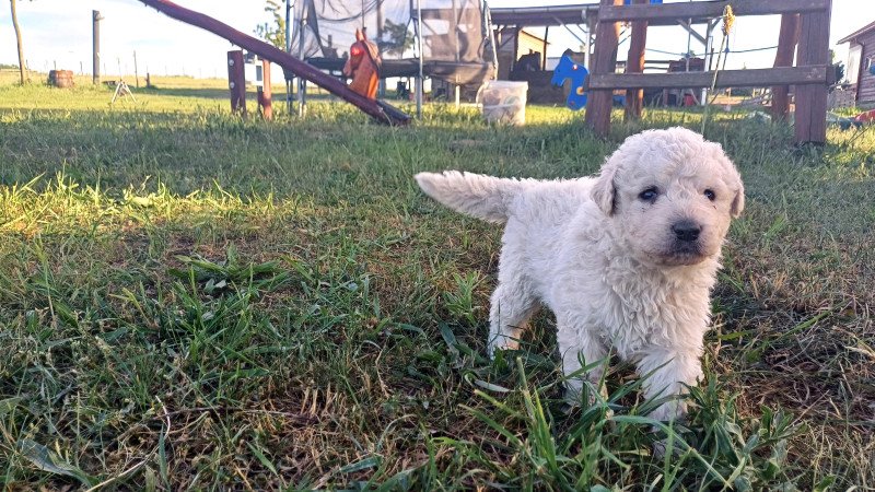 Törzskönyves Kuvasz kiskutyák Vértesi Selymes kennel