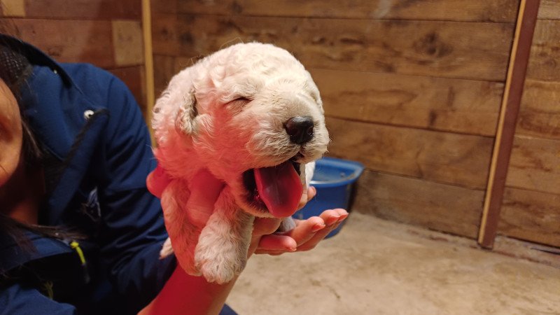 Törzskönyves Kuvasz kiskutyák Vértesi Selymes kennel