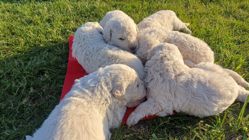 Törzskönyves Kuvasz kiskutyák Vértesi Selymes kennel