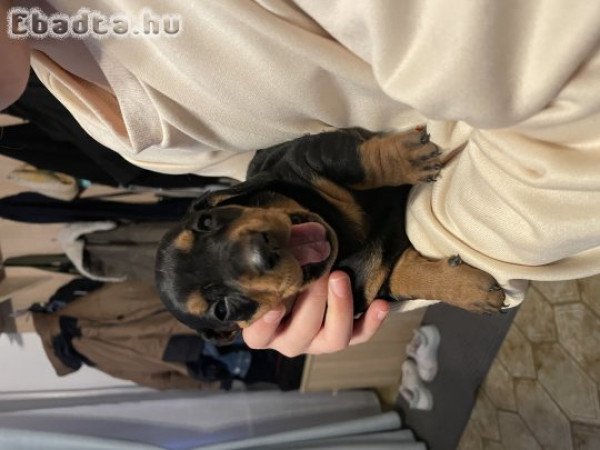 Tacsi fekete cser kiskutyák