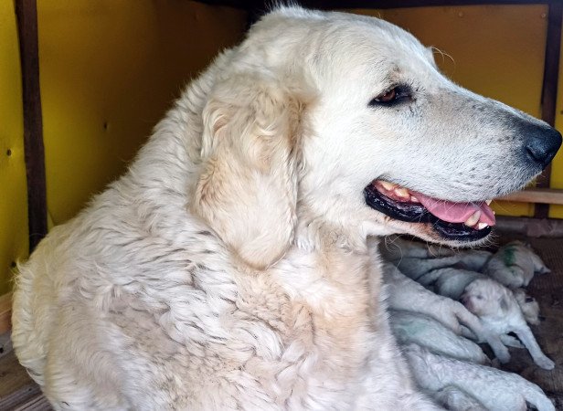 Törzskönyves Kuvasz kiskutyák Vértesi Selymes kennel