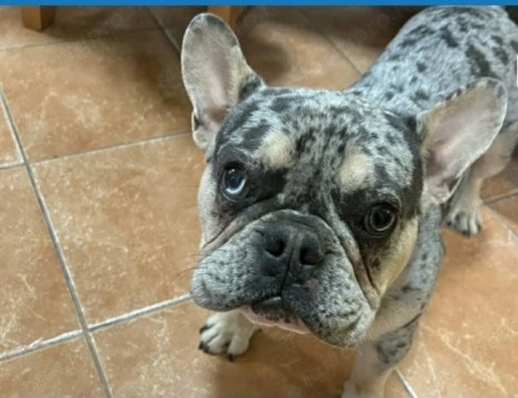 Francia bulldog kan kölyök