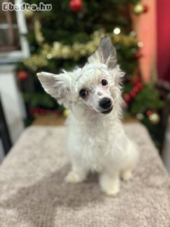 Kínai Meztelen kiskutyák