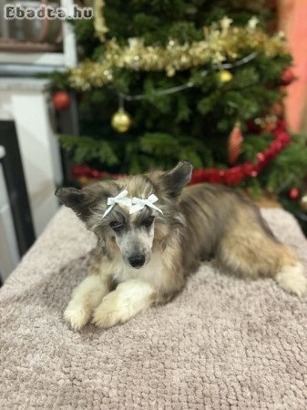 Kínai Meztelen kiskutyák