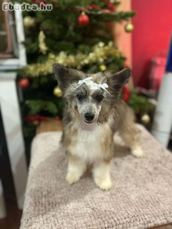 Kínai Meztelen kiskutyák