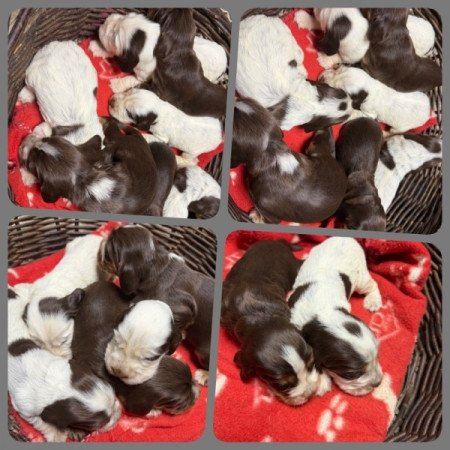 Angol cocker spániel