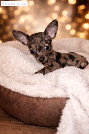 Merle csivava kisfiú