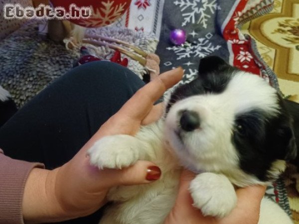 Eladó Border Collie Kiskutyák